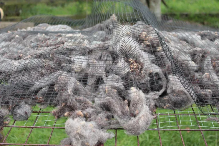photo: raw wool, unwashed and washed